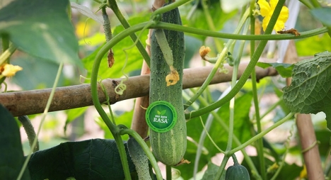 Dưa Chuột