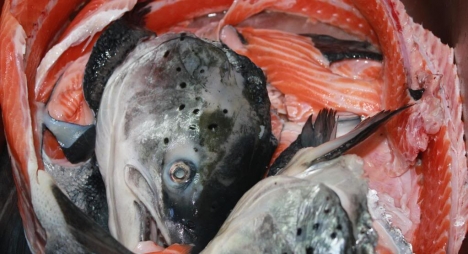 Xương Cá hồi tươi Nauy